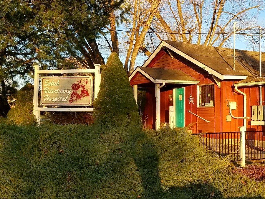 Selah Veterinary Hospital — a red barn-style building with a hand-painted sign, in warm evening light